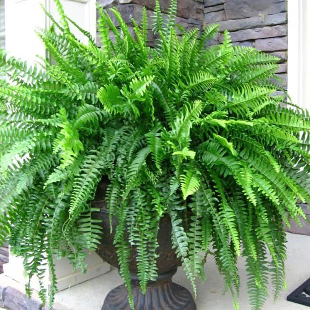 Spring Pre-Order Ferns