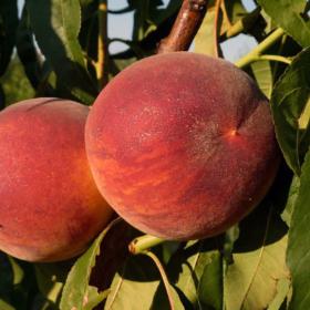 Harrow Diamond Peach Tree