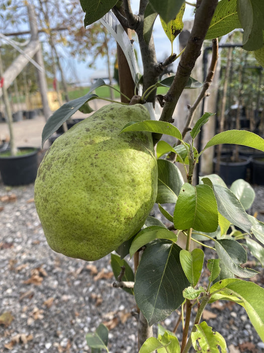 Harovin Bounty Pear Tree