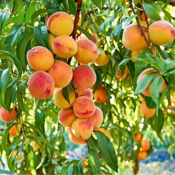 Peach 'Baby Gold'